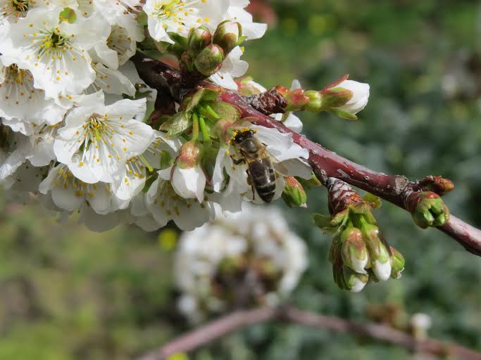 Richiesta id. Apis mellifera sicula?